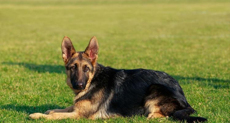 以德牧多久成熟（从幼犬到成熟犬，德牧需要的时间和关键要素）