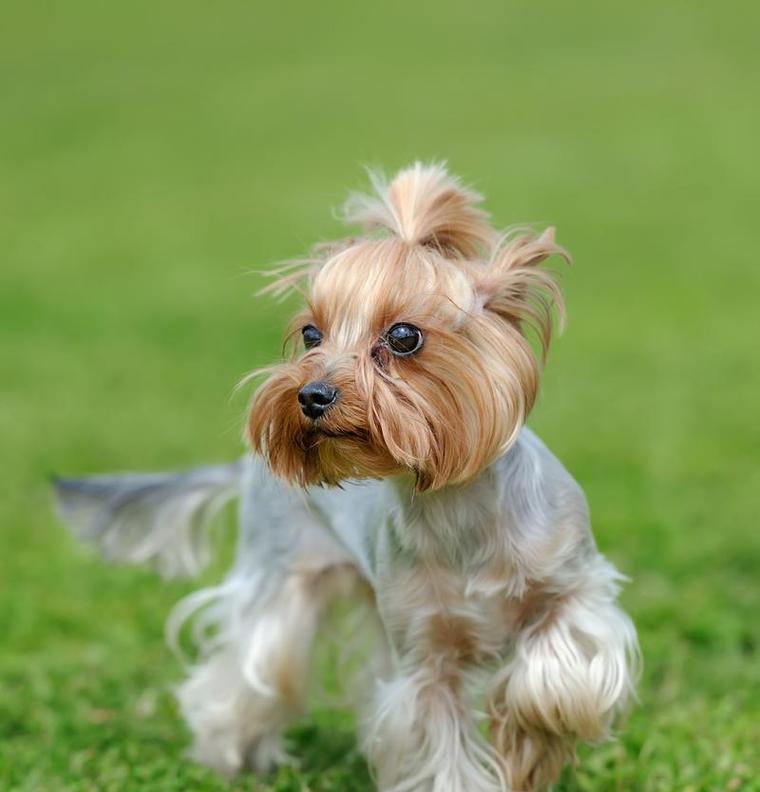 约克夏犬（了解约克夏犬的特点和需要，选择最适合的宠物伙伴）