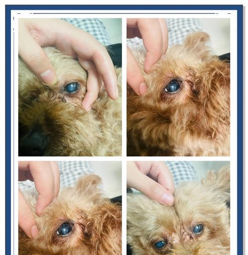 狗的白内障（了解狗白内障的迹象，保护你的爱宠健康）