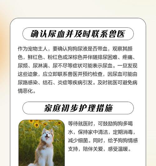 狗狗断粮断水的适宜时间（了解狗狗断粮断水多久合适是保护它们健康的关键）