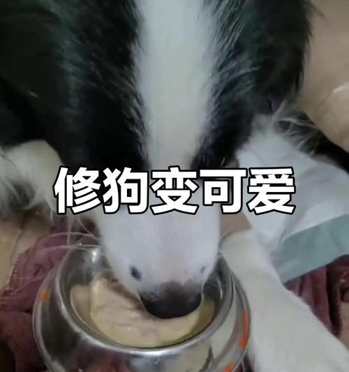 边牧毛发生长时间和注意事项（掌握边牧毛发生长周期，让你的爱犬更美丽健康）