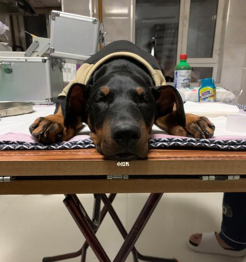 以杜高犬剪耳需要哪些材料？（了解剪耳必备工具与材料，为你的爱犬提供专业护理！）