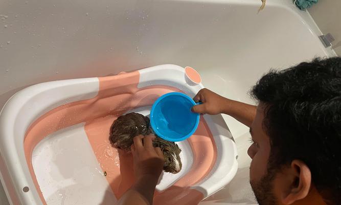 荷兰猪宝宝洗澡的注意事项（探讨荷兰猪宝宝洗澡频率和方法）