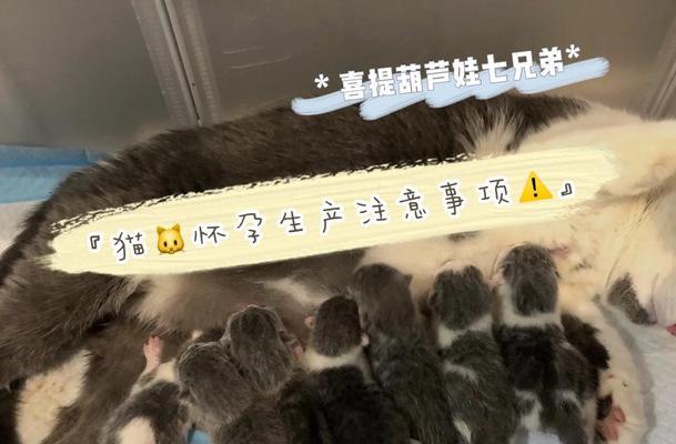 怀孕的猫的注意事项（了解猫咪怀孕的特点及护理要点）