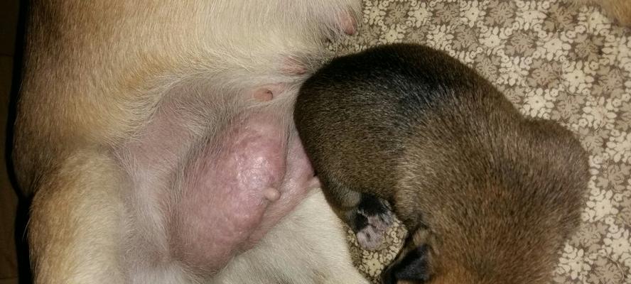 狗狗产后多久会有奶水？（母犬哺乳的时间及注意事项）