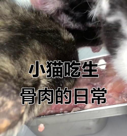 小猫何时可以吃鸡肉？（小猫饮食转换的关键时刻与注意事项）