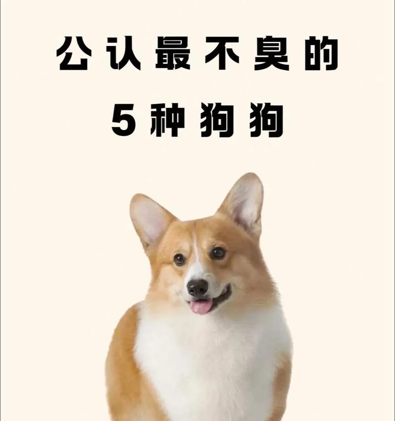 小狗适应新环境不叫的时间长短取决于不同的因素（通过逐步接触和积极训练，帮助小狗尽快适应新环境）