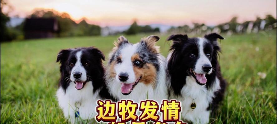 边牧认主的时间及特点（以边牧为例，了解狗狗认主的过程和特点）