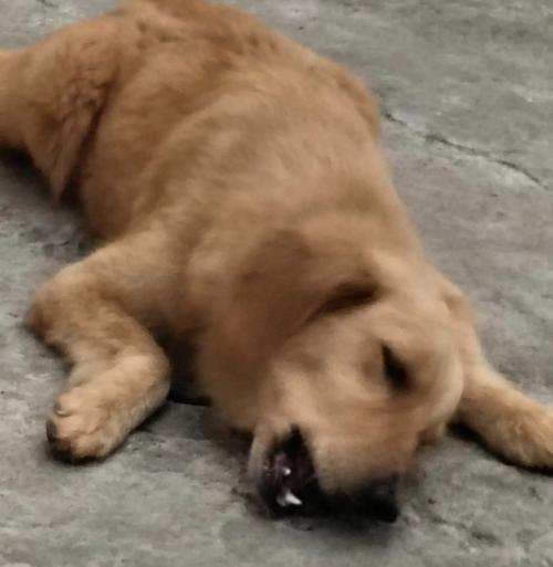 金毛犬不能吃东西的原因及防范措施（宠物主人必读！了解金毛犬饮食禁忌，保护你的爱犬健康）