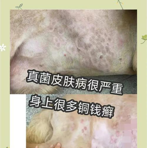 小狗患有皮癣需要及时隔离（如何处理小狗狗身上的皮癣问题）