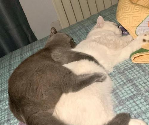猫咪交配的时间及过程（探索猫咪交配的周期、行为和繁殖过程）