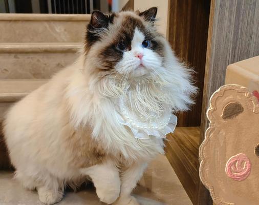 布偶猫的毛色变化规律（探秘布偶猫毛发变色的年龄及原因）