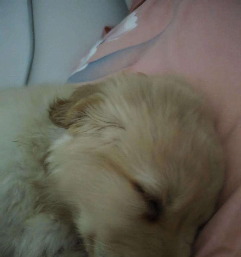 幼犬的游戏与睡眠之间的平衡（揭秘幼犬玩乐与睡眠的奥秘）
