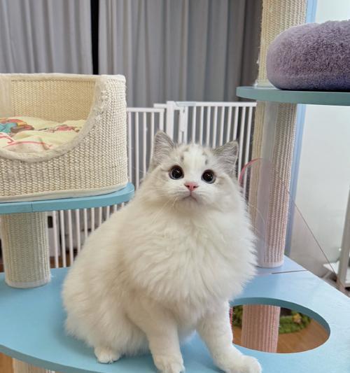 山猫布偶与重点色布偶的配种（多样品种交融，培育出更美丽的布偶猫）