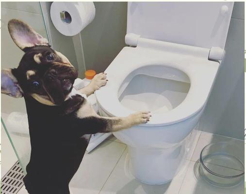 幼犬排便指南（建立健康排便习惯的关键方法）