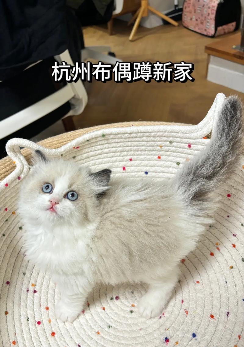 布偶猫（品种特点、外貌特征以及饲养要点）