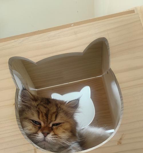 布偶猫失格窄面具的故事（揭示布偶猫背后的神秘面纱）