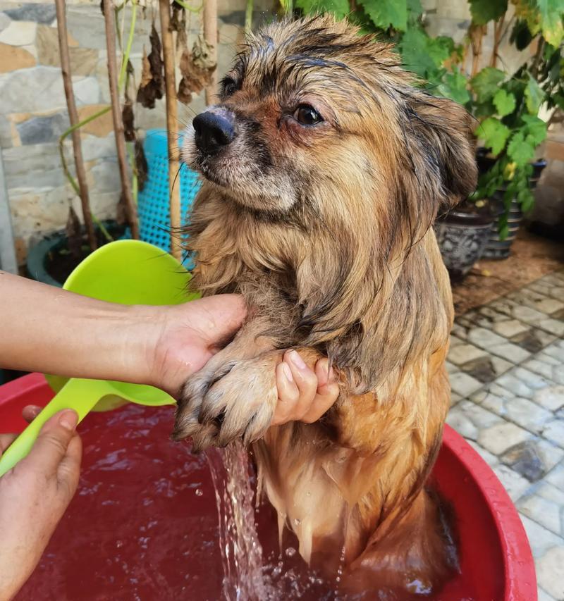 幼犬水洗澡后的注意事项（保护宝宝皮肤健康的小贴士）