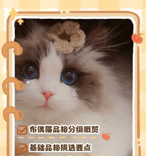 布偶猫的排便频率及注意事项（了解布偶猫的排便习惯，让它们健康快乐地生活）