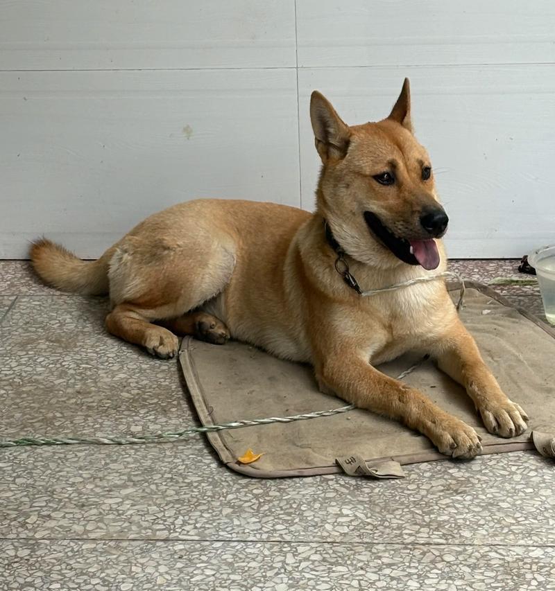 如何训练狗狗避免乱跑（有效方法帮助你的狗狗保持安全和秩序）