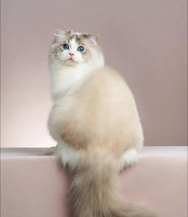 如何评价布偶猫的品相？（从外观到性格，了解一只完美布偶猫的标准）