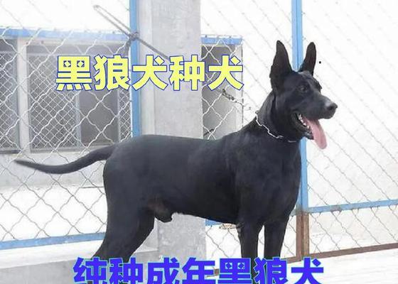 狼青与黑背，哪个狗更好？（探讨狼青与黑背的特点及适应环境，帮助选择合适的宠物狗。）