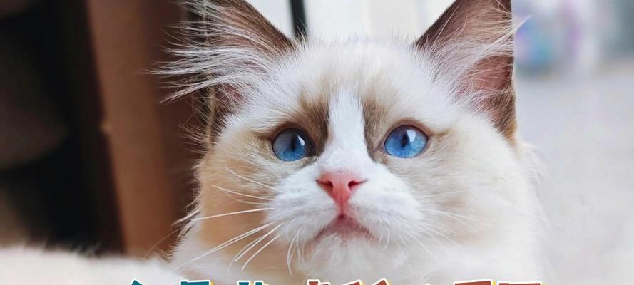 布偶猫为什么在几个月后开始掉毛？（了解布偶猫掉毛的原因及处理方法）