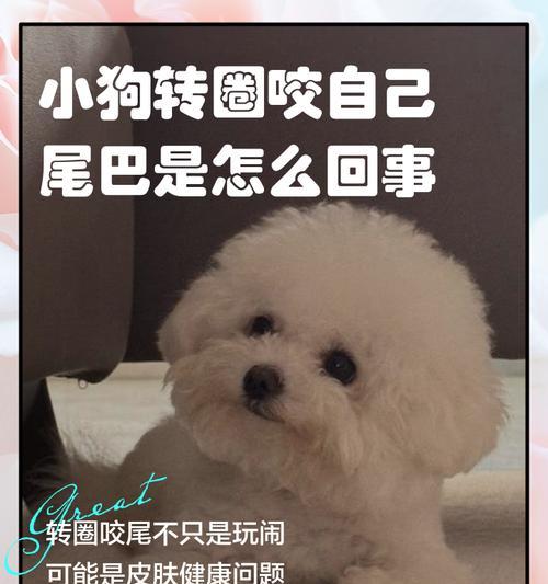 如何让比熊尾巴保持笔直（探索比熊尾巴保持笔直的方法及技巧）