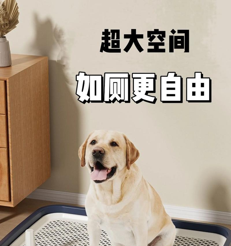 小狗如何训练去厕所（简单有效的方法教你让小狗养成正确的排便习惯）
