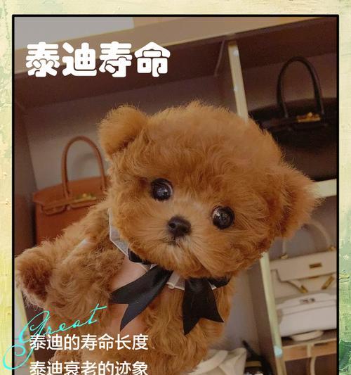 如何培养肥而卷的泰迪犬（打造萌宠梦想之犬-泰迪，掌握这一个）