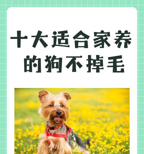 养泰迪犬，刚到家6个禁忌不能犯（新手宠主必须知道的养犬宝典，助你成功迎接小泰迪）