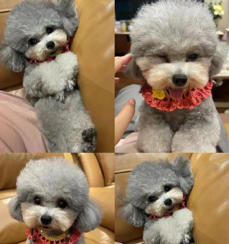 训练泰迪狗大小便的技巧（培养泰迪狗良好的大小便习惯）