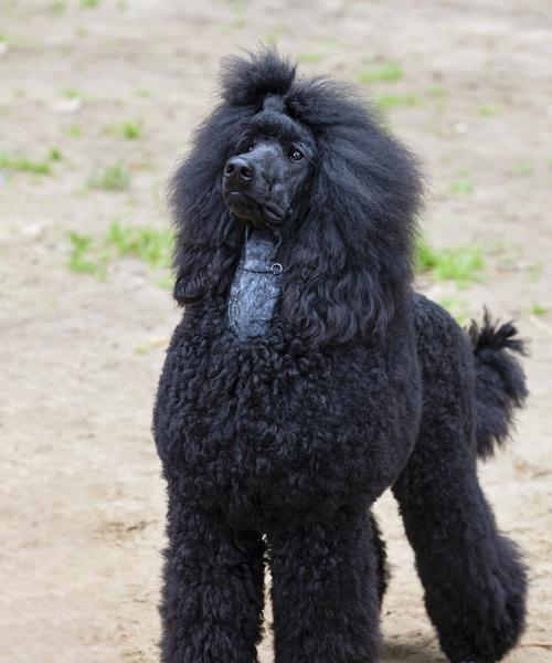 不同体型的泰迪产崽数量差异大（探究泰迪繁殖的奥秘）