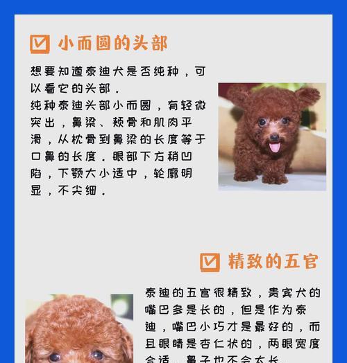 如何让你的泰迪狗拥有一身亮丽美毛（泰迪狗美毛技巧大揭秘，让你的宠物焕发绝美光彩）