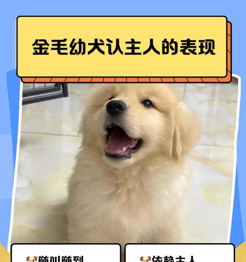 金毛犬的脾气性格及特点（了解金毛犬的脾气性格，探究其友好、忠诚和温顺的特点）