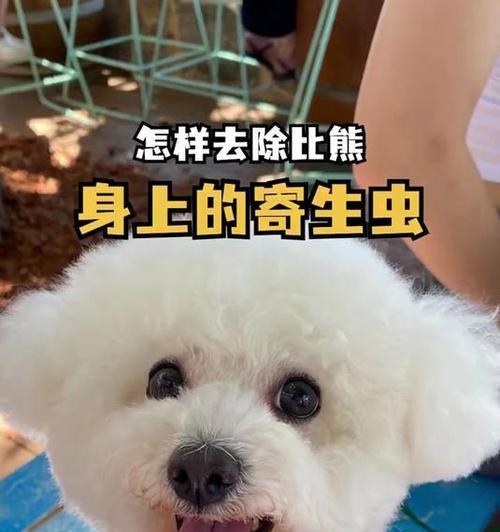 消除比熊身上味道的小妙招（无害又有效，轻松清除爱宠身上的异味）