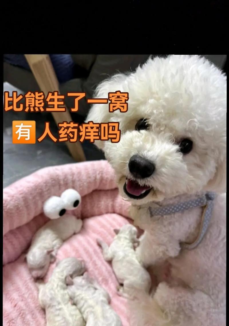 以比熊不认主跟谁都亲的特点与魅力（了解比熊的天性与行为习惯，感受它们的无条件爱）