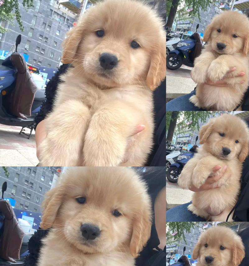 金毛犬的寿命有多长？（探寻金毛犬寿命的关键因素及延长方法）
