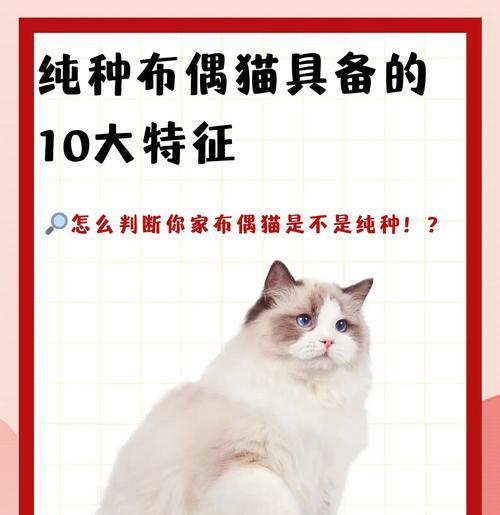 布偶猫的尴尬期持续时间究竟有多久？（解密布偶猫尴尬期的持续时间和特征）