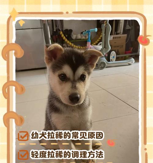 如何补充营养帮助特别瘦的幼犬健康成长（幼犬瘦弱营养不良问题解决方法）