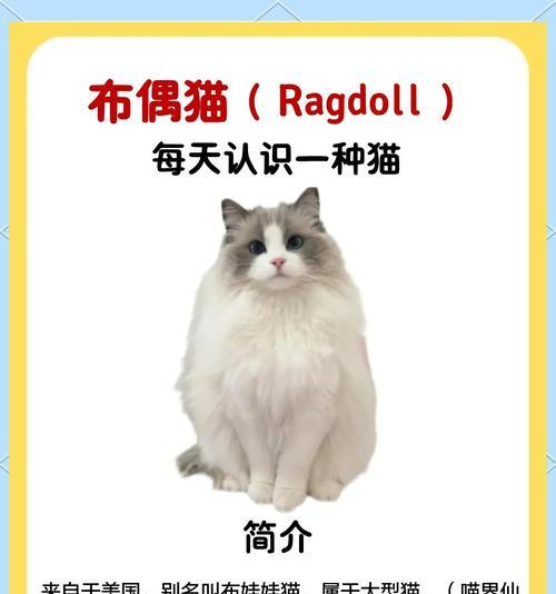 布偶猫嘴套能变大吗？（揭秘布偶猫嘴套大小的秘密）