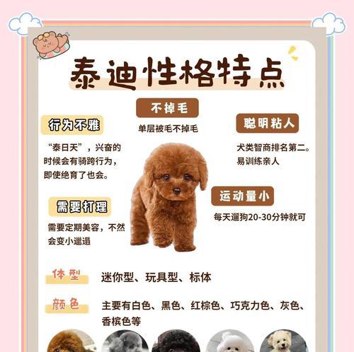 如何正确梳理泰迪犬的毛发（打造宠物泰迪犬美丽亮丽的毛发）