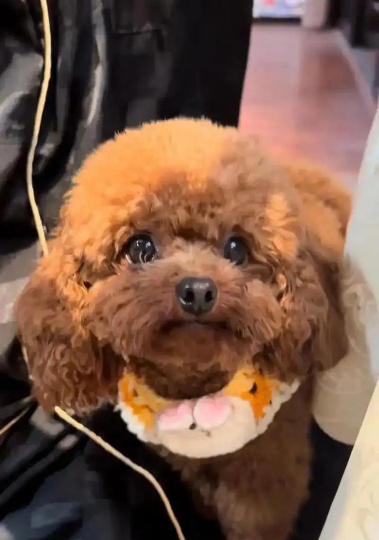 宠主应该如何照顾3~6个月大的泰迪犬？（关键期宠主需了解的关键知识和照顾技巧）