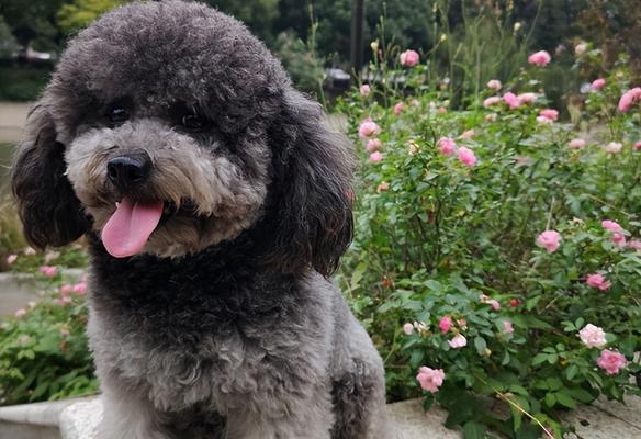 养泰迪犬的8大优点，让你爱不释手（小巧可爱、聪明顺从、适应力强等优势让泰迪犬成为理想的宠物）