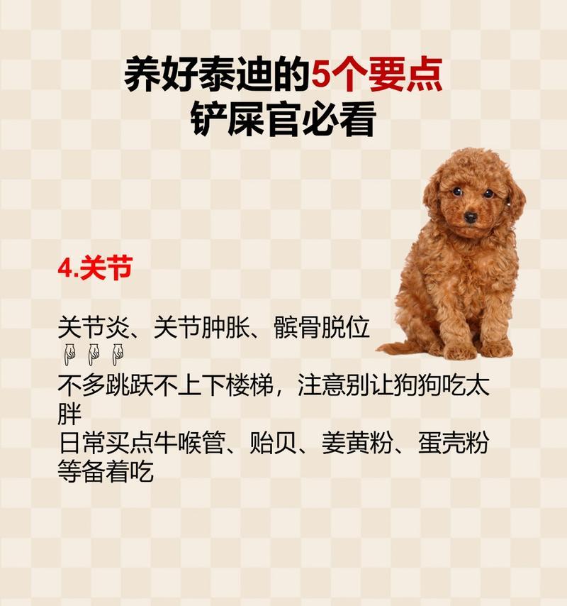 打造干净宠物生活（养泰迪狗让你的家更清爽整洁）