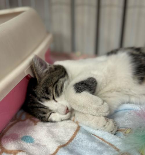 猫咪抬起一只手的奥秘(揭开猫咪抬手的神秘面纱,让你更懂你的小猫)