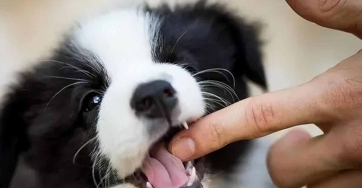 如何正确惩罚咬人的狗狗(建立正确的犬主关系,培养良好行为习惯)