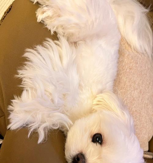 幼犬独自在家的安全问题(如何保证幼犬在家独处的安全)