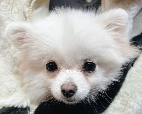 揭秘博美犬抱大腿行为的含义（探究博美犬抱大腿的秘密，你了解吗？）