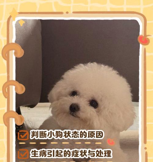 幼犬几天不吃饭的应对方法（关注幼犬的食欲情况，提供适宜的环境和饮食）